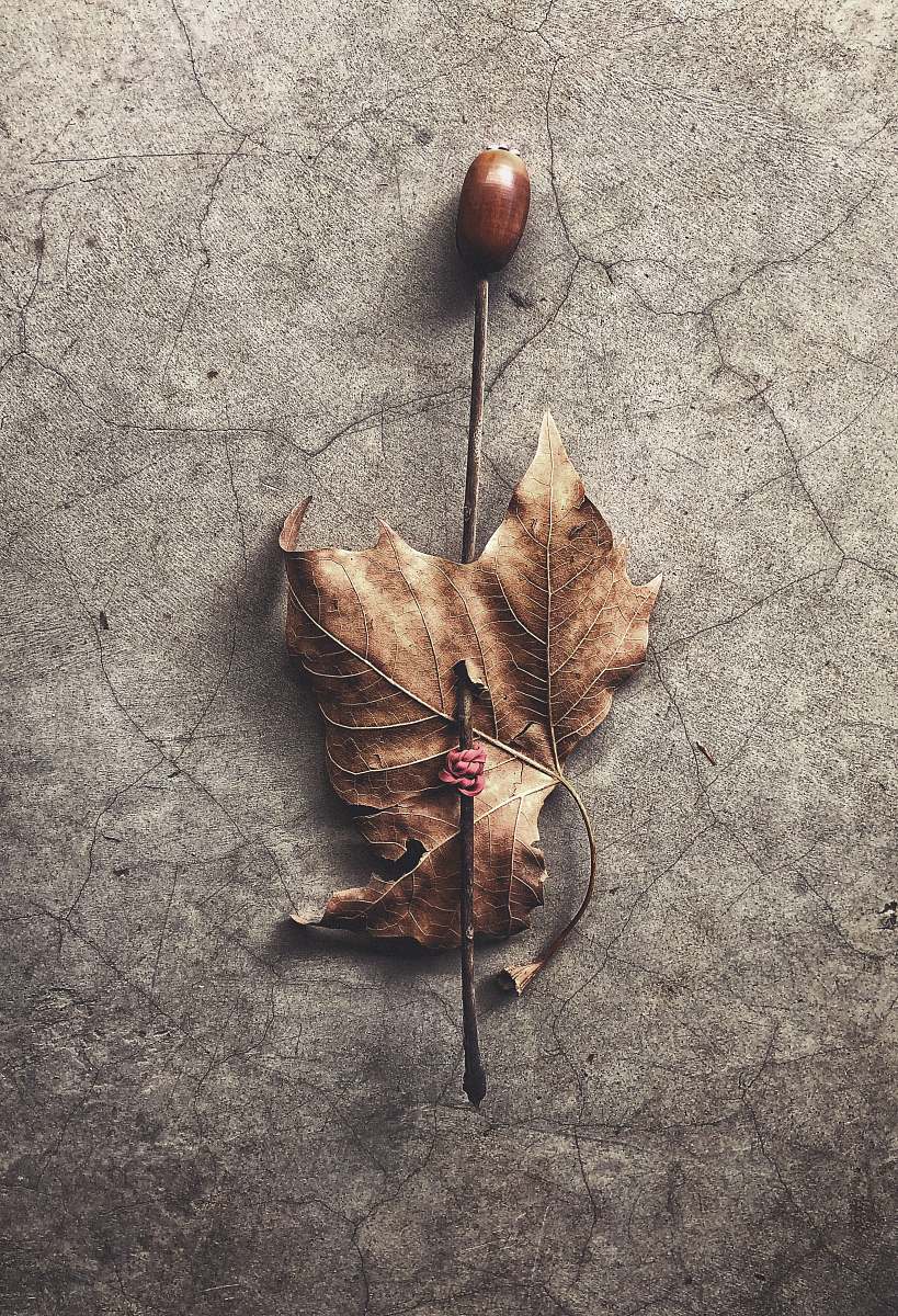 south africa dried maple leaf leaf